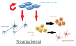 Miniatura per Neurogènesi