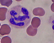 A neutrophil in among a population of red blood cells. Neutrophils are the main target cells for IL-8, and contain a large number of IL-8 receptors on their cell surfaces. Binding causes a neutrophil to migrate to the site of infection. Neutrophil in a blood smear.jpg