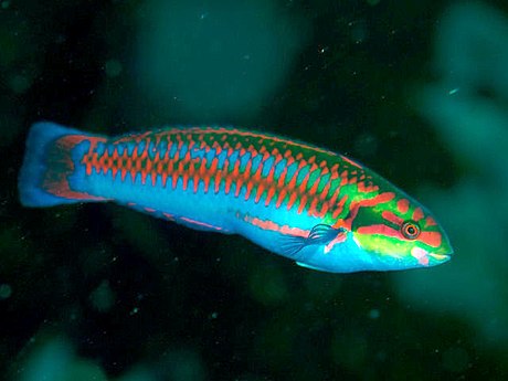 Thalassoma cupido