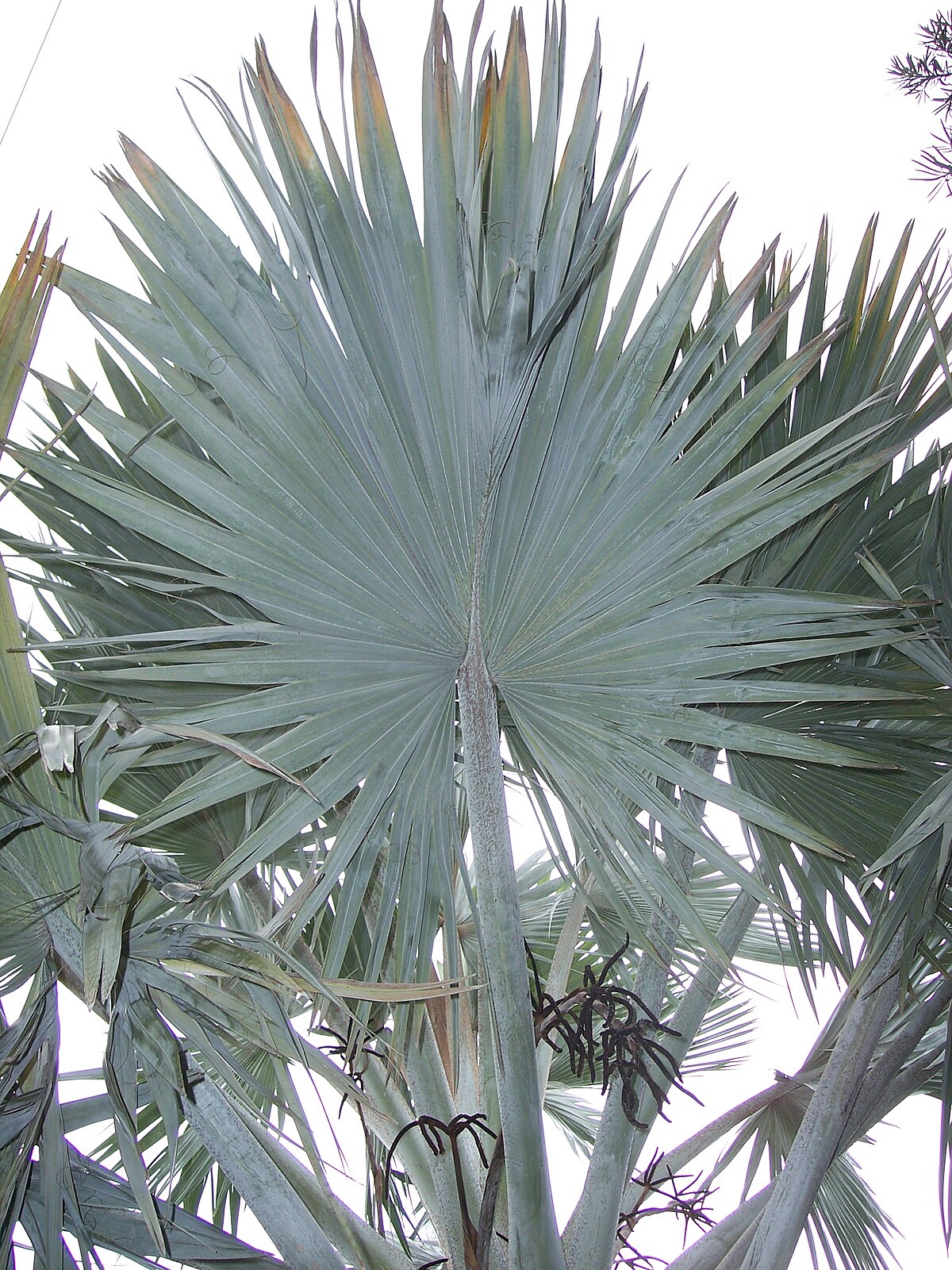 Fan palm - Wikipedia