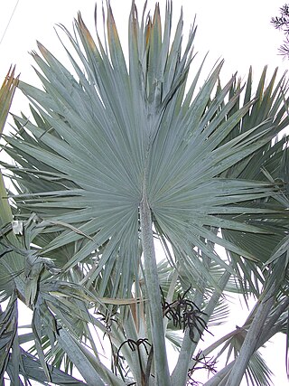 <span class="mw-page-title-main">Fan palm</span> Index of plants with the same common name