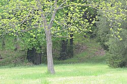 Norristown Cemetery.JPG