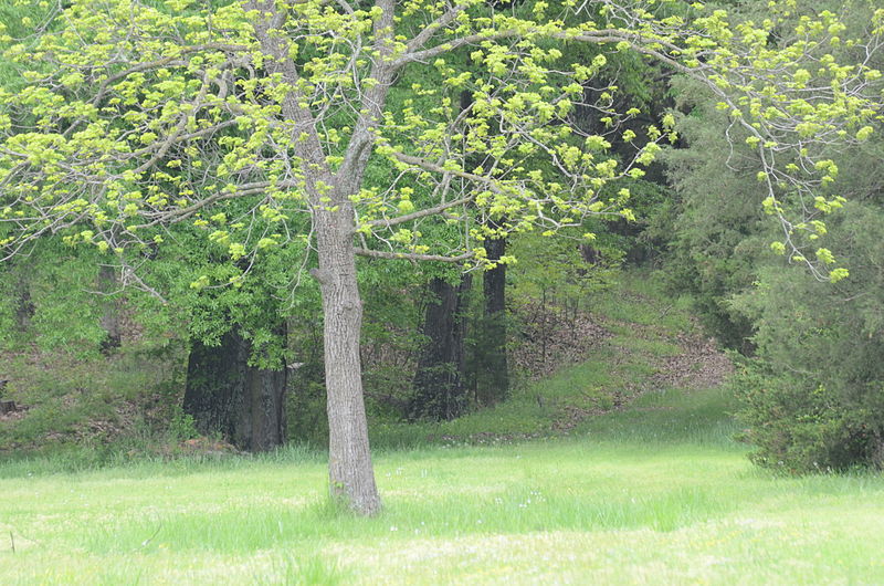 File:Norristown Cemetery.JPG