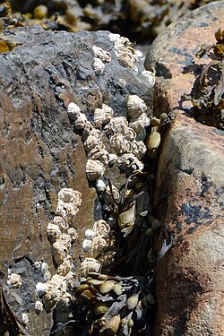 Barnacles (Cirripedia)