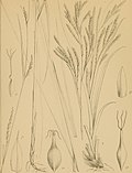 Thumbnail for Carex miyabei