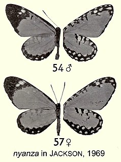 <i>Telipna nyanza</i> Species of butterfly