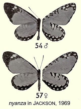 <i>Telipna nyanza</i> Species of butterfly