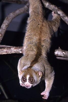 Langzame Loris (Nycticebus coucang)