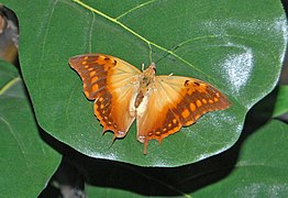 Africká babočka Charaxes candiope