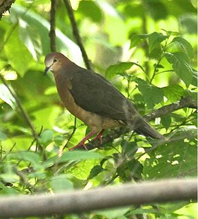 <span class="mw-page-title-main">Ochre-bellied dove</span> Species of bird