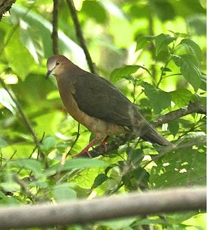 Ocher-belliedDove.jpg