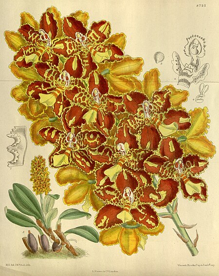 Otoglossum chiriquense