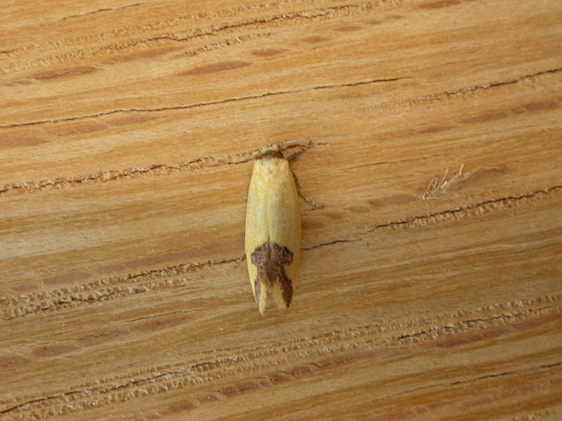 File:Oecophorinae sp. (3138061780).jpg