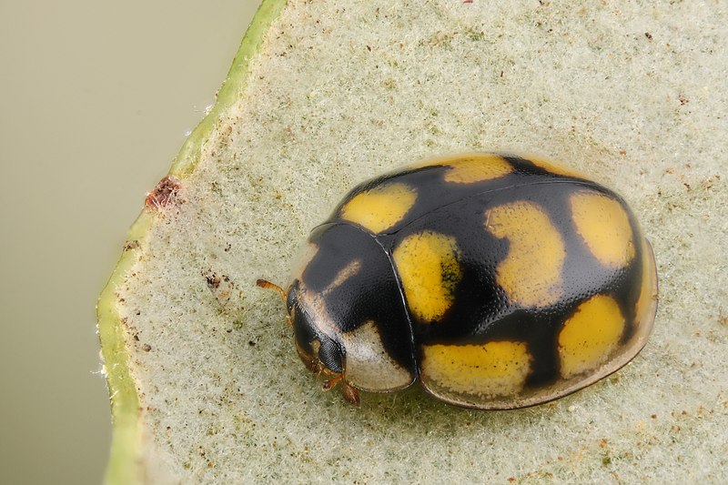 File:Oenopia lyncea2.jpg