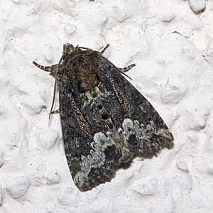 Oligia.strigilis.7217.jpg