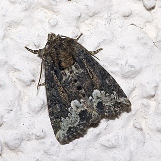 Marbled minor Species of moth