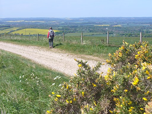 On Walbury Hill - geograph.org.uk - 2391712