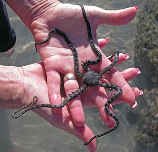 <i>Ophiocomella alexandri</i> Species of brittle star