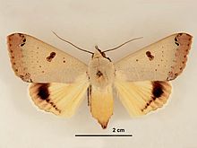 Самка Ophiusa parcemacula dorsal.jpg