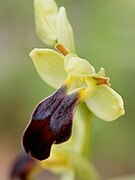 Ophrys zonata