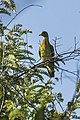 Orange-breasted Pigeon male - Baluran NP - East Java MG 8524 (29800771456).jpg