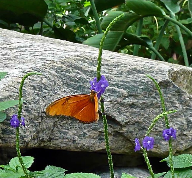 File:Orange Butterfly with Purple (6248935226).jpg