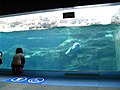 Osaka Aquarium(Lagenorhynchus obliquidens).jpg