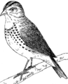 Oven Bird 2 (PSF).png