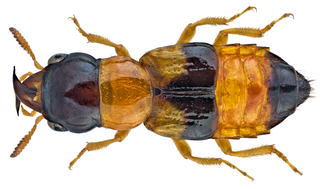 <i>Oxyporus rufus</i> Species of beetle