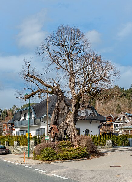 File:Pörtschach Pritschitz Klagenfurter Straße Pritschitzer Weg Napoleonlinde 28022023 0876.jpg