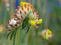 Anthyllis vulneraria