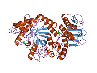 <span class="mw-page-title-main">Glycoside hydrolase family 20</span> Family of glycoside hydrolases