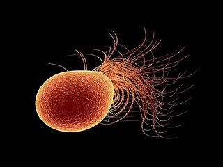 <i>Pyrococcus furiosus</i> Species of archaeon