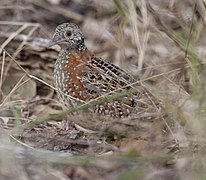 Obojena triprstka (Turnix varia)