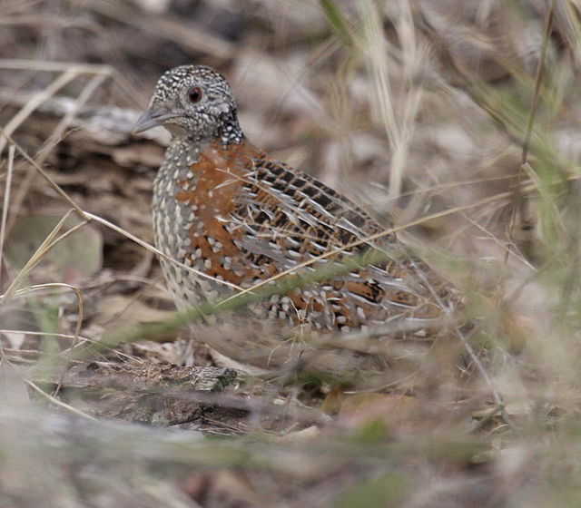 Description de l'image Paainted Buttonquail kobble08.JPG.