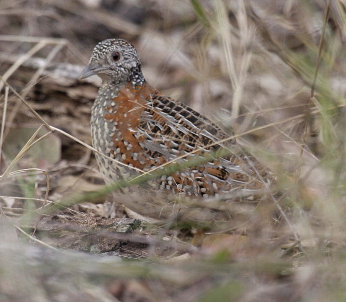 Datei:Paainted Buttonquail kobble08.JPG