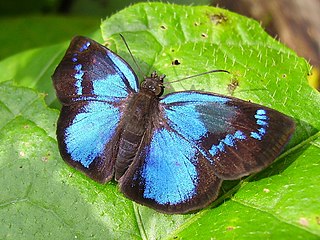 <i>Paches</i> Genus of butterflies