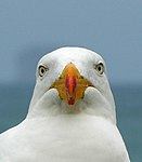 Pacific Gull (mug shot).jpg