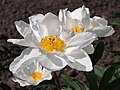 Paeonia lactiflora 'Le Jour', Piwonia chińska 'Le Jour', 2019-06-01