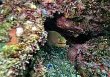 Palenose moray.jpg