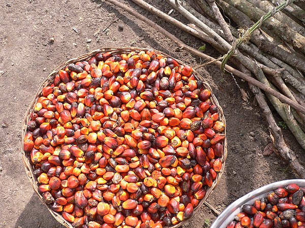 Palm oil production in Jukwa Village, Ghana-09.jpg