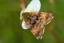 Panemeria tenebrata, Belgium Panemeria tenebrata - inat 38908091.jpg