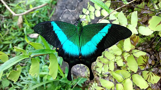 Sưu tập Bộ cánh vẩy 2 - Page 62 640px-Papilio_Buddha