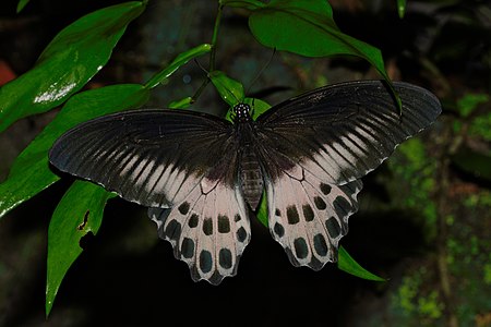 Papilio polymnestor