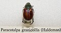 Paracotalpa granicollis