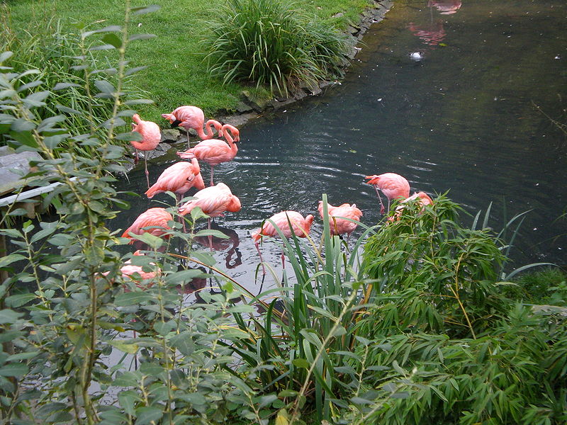 File:Paradisio Flamants.JPG