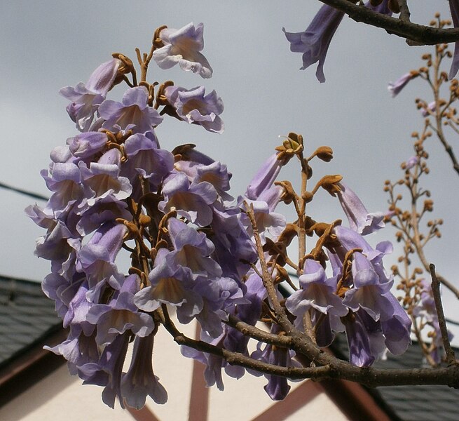 File:Paulownia tomentosa (detail) 2.jpg