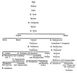 Rodokmen amalské dynastie podle německé encyklopedie Pauly-Wissowa