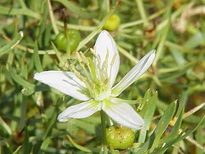 Rue (Peganum harmala), blossom