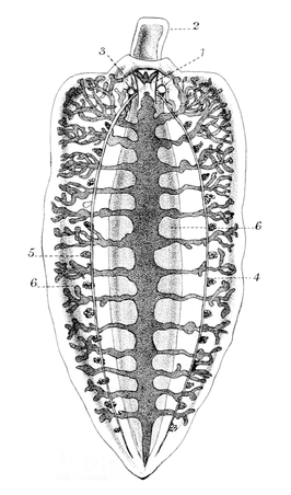 Pelagonemertes rollestoni